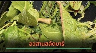 สลัดผัก