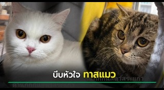 สก็อตติชโฟลด์