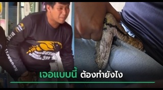 งูเหลือม