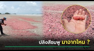 ปลิงทะเล