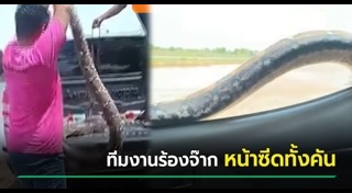 จับงู
