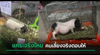 หมูแคระ