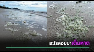 สาหร่าย