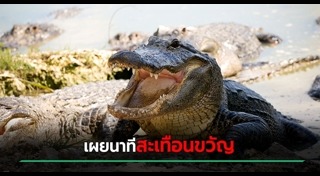 ข่าวต่างประเทศ
