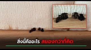เชื้อรา