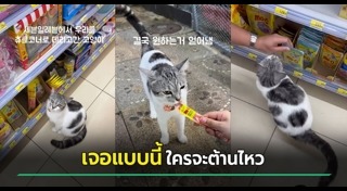แมว