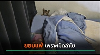 แมว