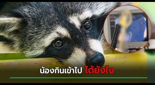 แรคคูน