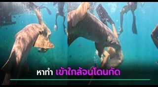 ฉลามกัดคน