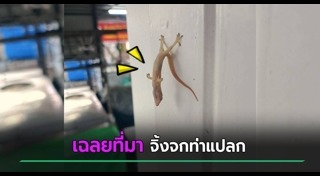 จิ้งจก