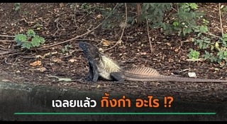 กิ้งก่า