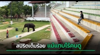ช้าง