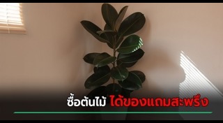 งูเข้าบ้าน