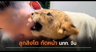 สิงโต