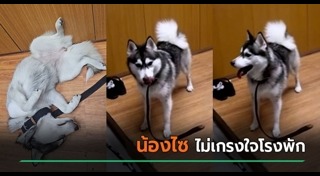 ไซบีเรียน ฮัสกี้