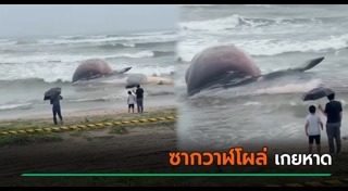 วาฬเกยตื้น
