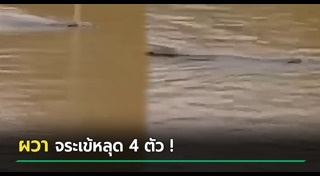 น้ำท่วมสุราษฎร์ธานี