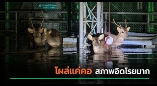 น้ำท่วม