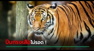 เสือกินคน