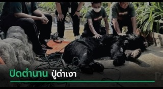 หมีควาย