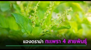 กะเพรา