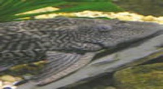 ปลาซัคเกอร์