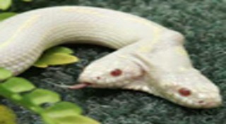 งูเผือก