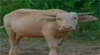 ควายเผือก