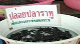 ปลาซัคเกอร์