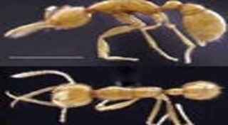 ป่าแอมะซอน