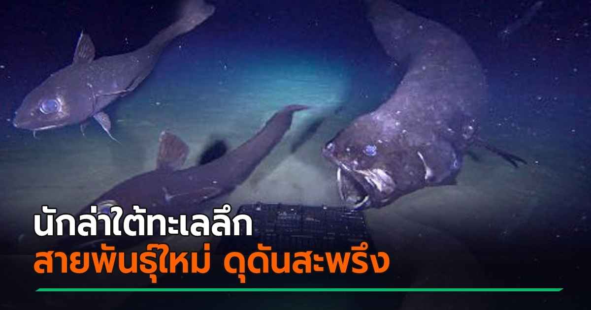 衝撃的な映像は、日本が深海の捕食魚の新種を発見していることを示しています。それは2,000メートルの深さです。